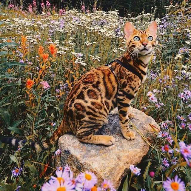 Charlottesville Cat Care Clinic 5