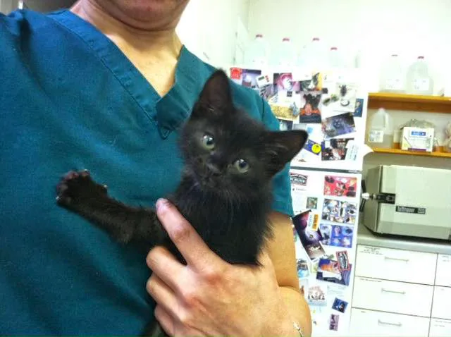 Charlottesville Cat Care Clinic 3