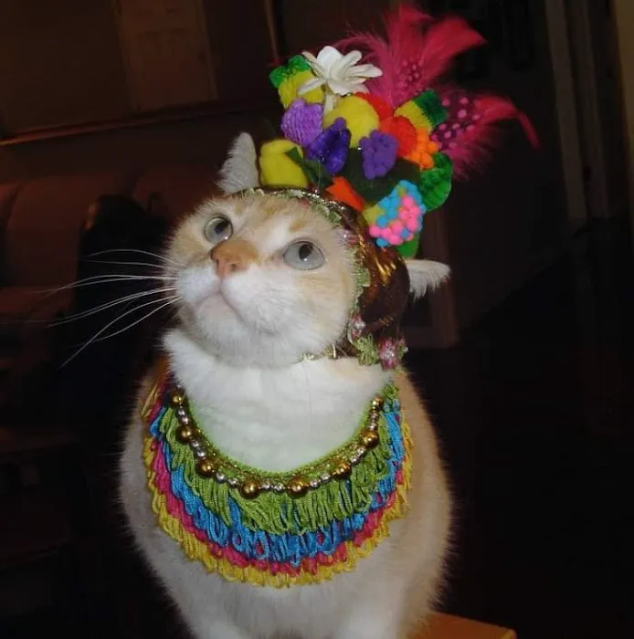Charlottesville Cat Care Clinic 2