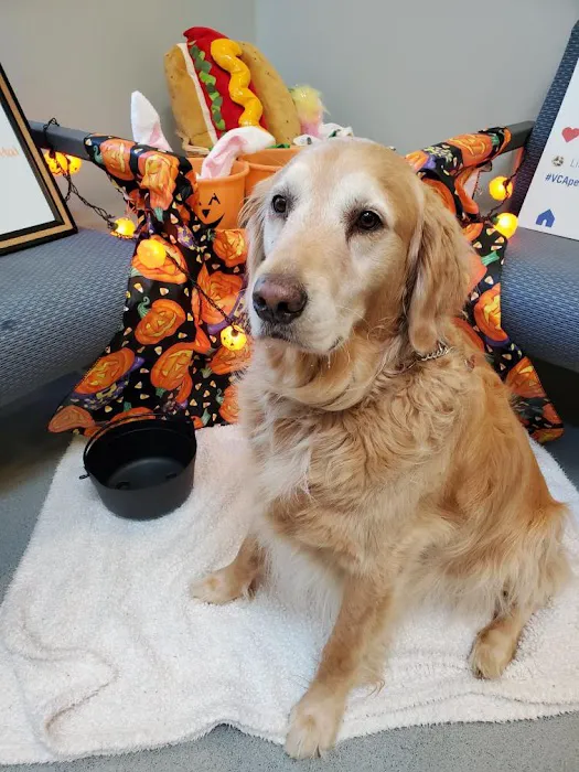 VCA Albemarle Veterinary Health Care Center 12