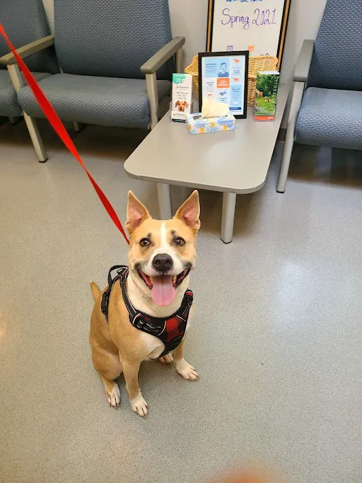 VCA Albemarle Veterinary Health Care Center 12