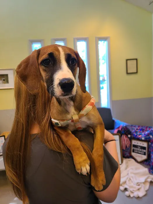 VCA Albemarle Veterinary Health Care Center 12