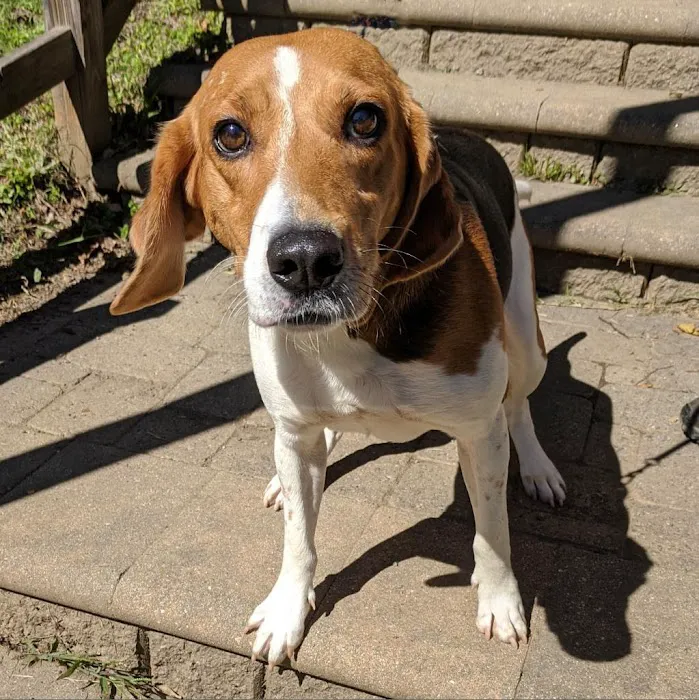 Virginia Veterinary Specialists 12