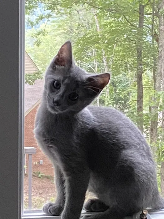 Virginia Veterinary Specialists 12
