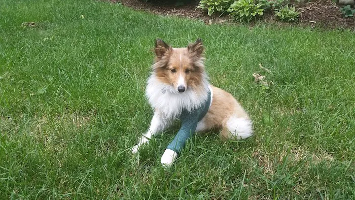 Virginia Veterinary Specialists 12