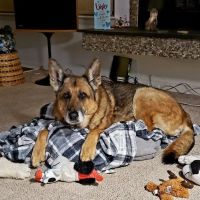 Virginia Veterinary Specialists ico