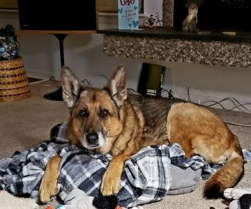 Virginia Veterinary Specialists
