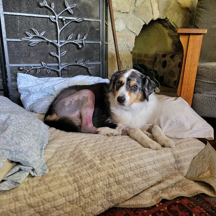Virginia Veterinary Specialists 12