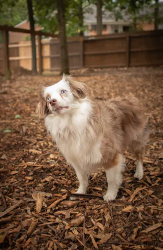 Autumn Trails Veterinary Center 12