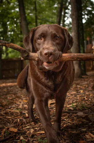 Autumn Trails Veterinary Center 12
