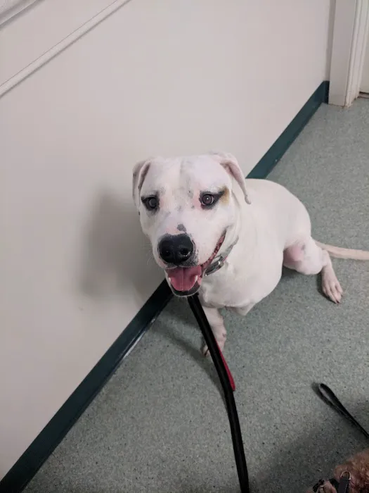 Piedmont Veterinary Service 2