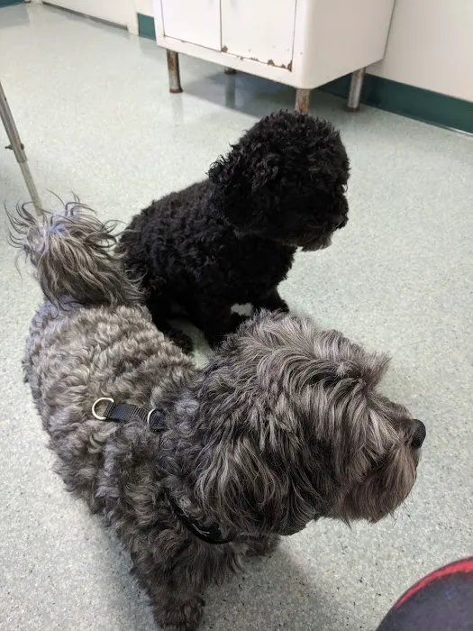Piedmont Veterinary Service 3