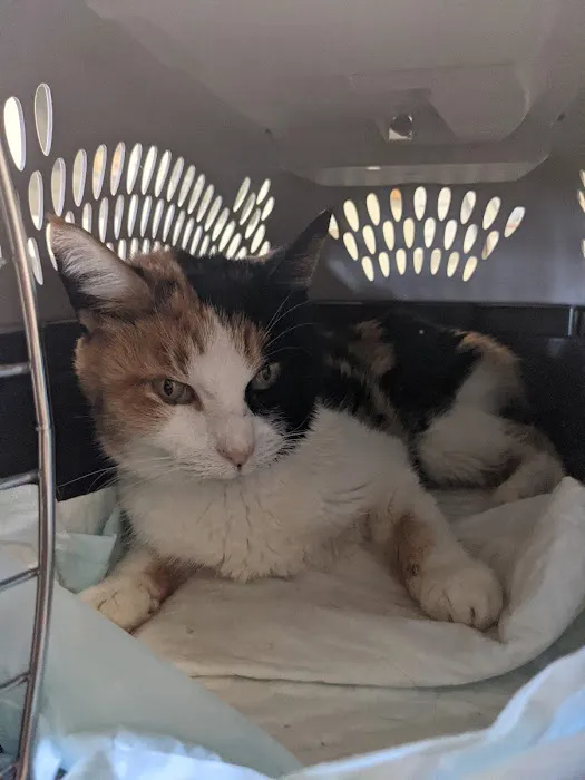 Piedmont Veterinary Service 1
