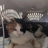 Piedmont Veterinary Service ico