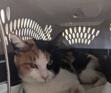 Piedmont Veterinary Service