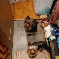 Georgetown Veterinary Hospital ico