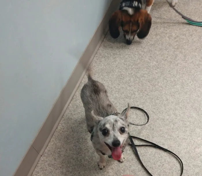 Georgetown Veterinary Hospital 12