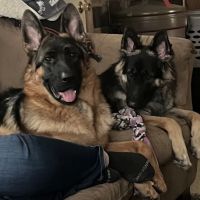 Mill Creek Animal Hospital ico