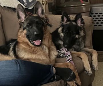 Mill Creek Animal Hospital