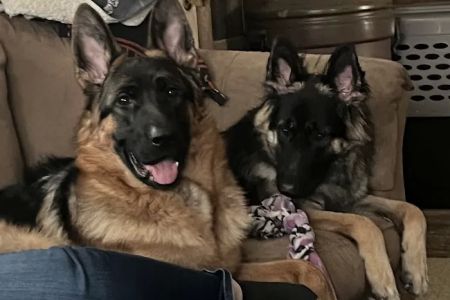 Mill Creek Animal Hospital