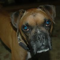 Faithful Friends Animal Clinic ico