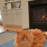 Healing Hands Animal Hospital ico