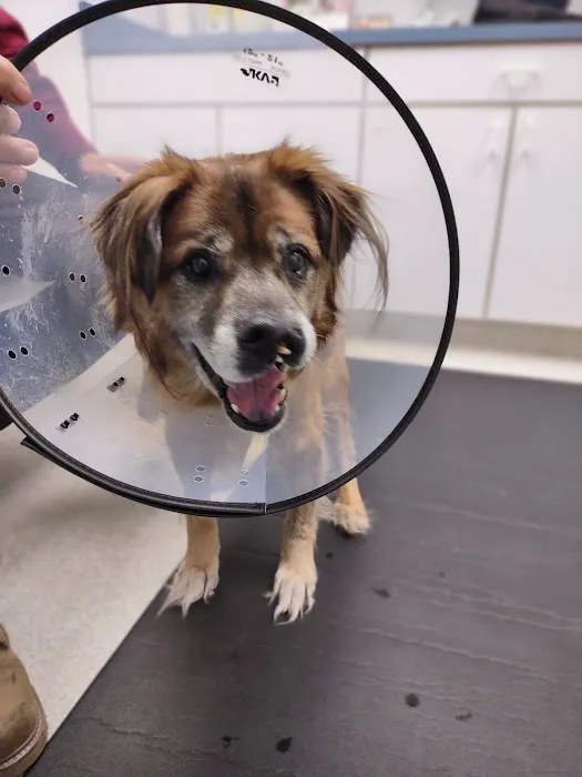 Healing Hands Animal Hospital 8