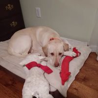 Bayside Animal Hospital ico
