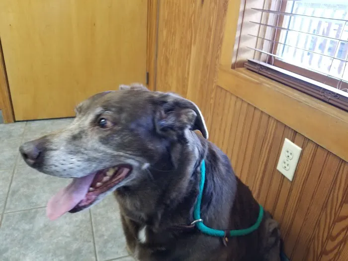 VCA Choptank Animal Hospital 2