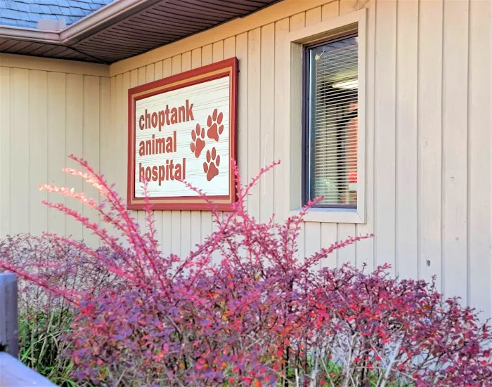 VCA Choptank Animal Hospital 8