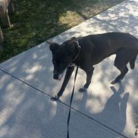 Fort Eustis Veterinary Treatment Facility ico