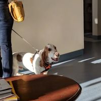 Church Hill Animal Hospital ico