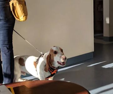 Church Hill Animal Hospital