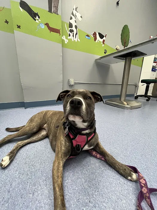 Church Hill Animal Hospital 6
