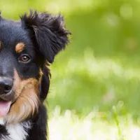 Bermuda Hundred Animal Hospital ico