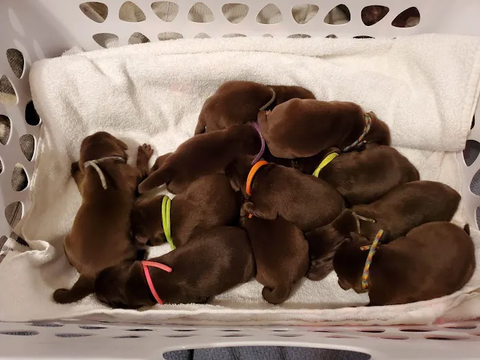 Centralia Animal Hospital 1