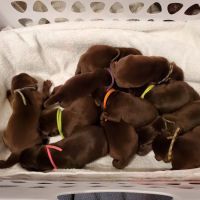 Centralia Animal Hospital ico