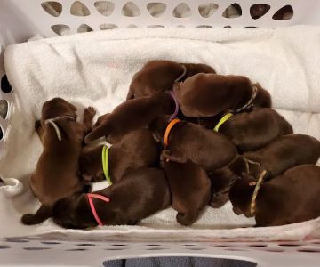 Centralia Animal Hospital