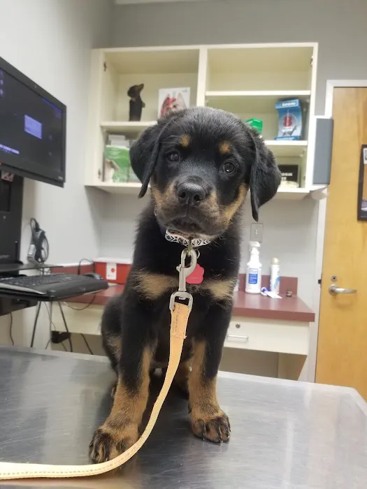 Centralia Animal Hospital 4