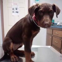 Boulevard Animal Hospital Inc ico