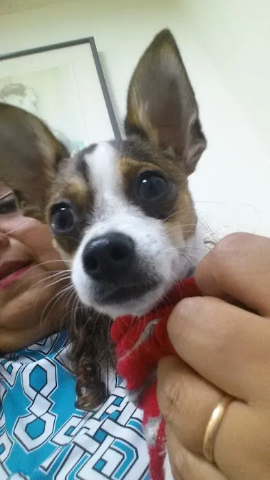 Boulevard Animal Hospital Inc 2