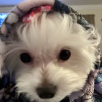 Whiskers and Wags Animal Hospital ico