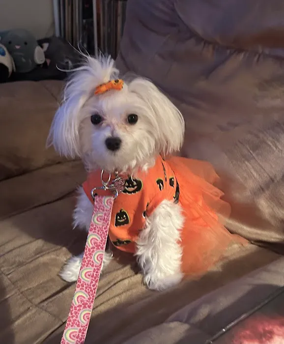 Whiskers and Wags Animal Hospital 4