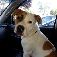 Iron Bridge Animal Hospital ico