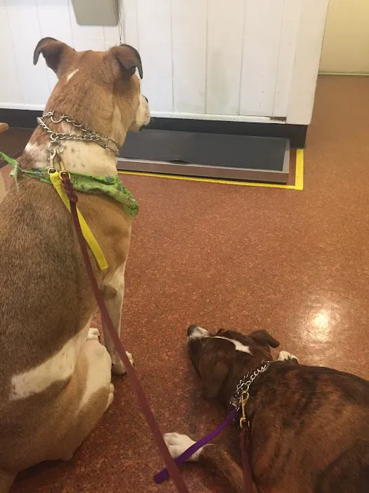 Iron Bridge Animal Hospital 6