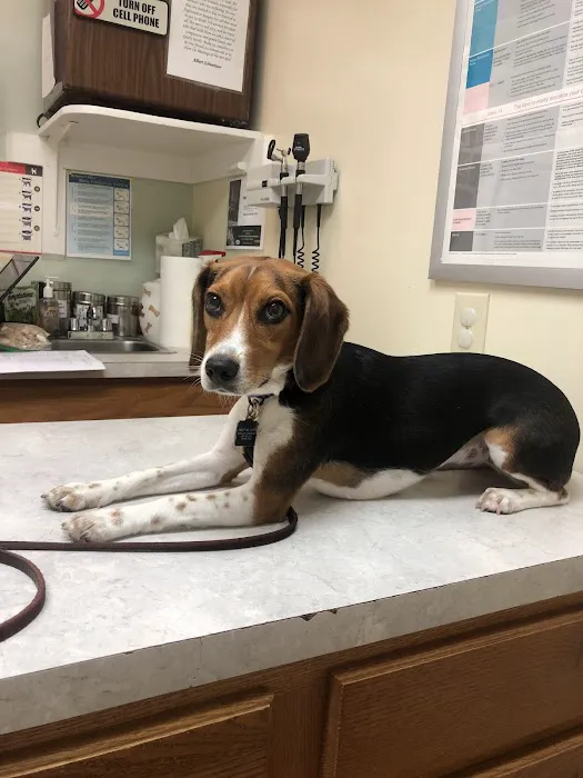 Iron Bridge Animal Hospital 7