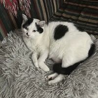 Jones Veterinary Care PLLC ico