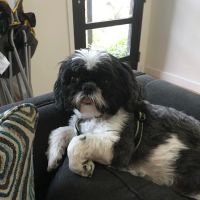 Fan Veterinary Clinic ico