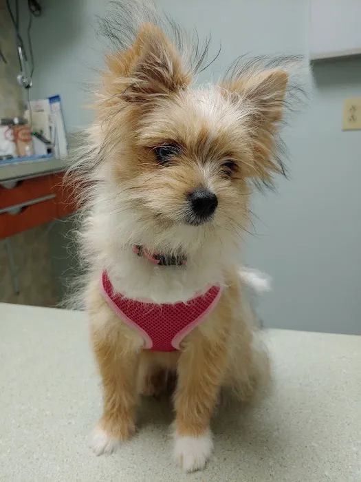 Fan Veterinary Clinic 2