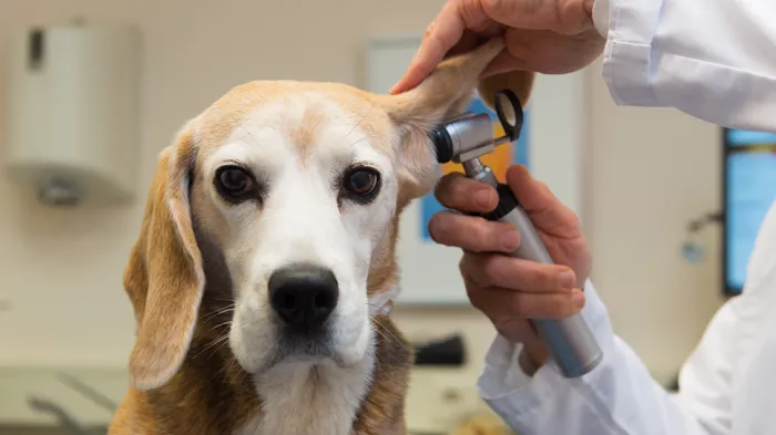 Fan Veterinary Clinic 10